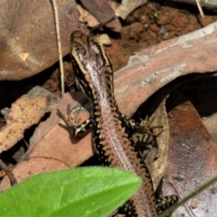 Eulamprus heatwolei at Cotter River, ACT - 13 Mar 2021