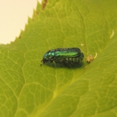 Diphucephala sp. (genus) (Green Scarab Beetle) at Pollinator-friendly garden Conder - 11 Jan 2021 by michaelb