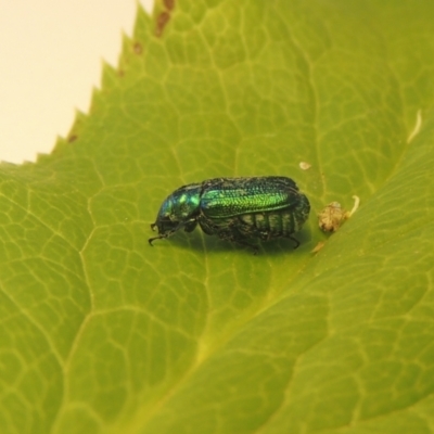 Diphucephala sp. (genus) (Green Scarab Beetle) at Pollinator-friendly garden Conder - 11 Jan 2021 by michaelb