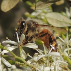 Apis mellifera (European honey bee) at Conder, ACT - 11 Jan 2021 by michaelb