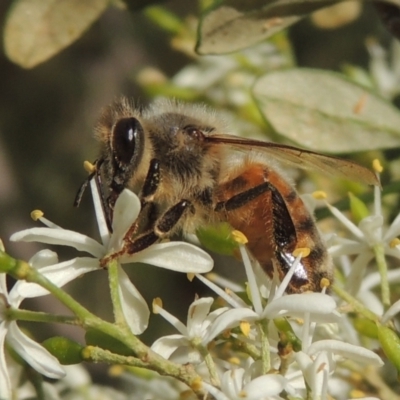 Apis mellifera (European honey bee) at Conder, ACT - 11 Jan 2021 by MichaelBedingfield