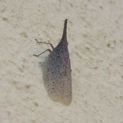 Rentinus dilatatus (Fulgorid planthopper) at Campbell, ACT - 27 Apr 2020 by Campbell2612