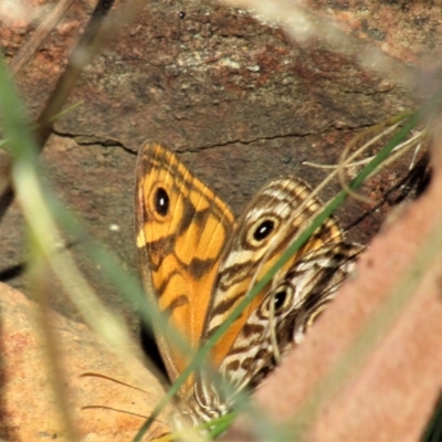 Geitoneura acantha (Ringed Xenica) at Lower Cotter Catchment - 13 Mar 2021 by Sarah2019