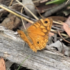 Geitoneura acantha at Cotter River, ACT - 13 Mar 2021