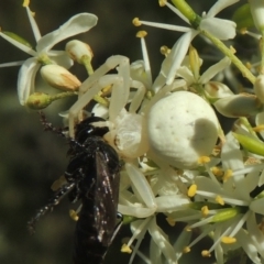 Thomisus spectabilis (Spectacular Crab Spider) at Conder, ACT - 11 Jan 2021 by michaelb