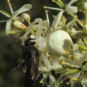 Thomisus spectabilis at Conder, ACT - 11 Jan 2021