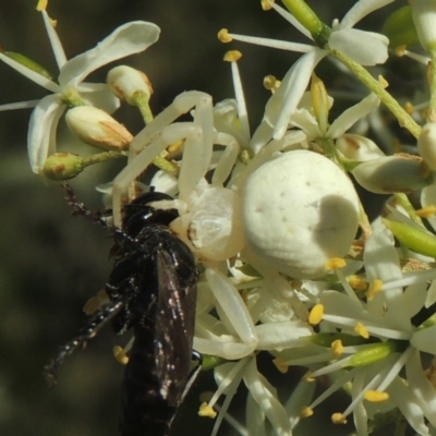 Thomisus spectabilis (Spectacular Crab Spider) at Conder, ACT - 11 Jan 2021 by MichaelBedingfield