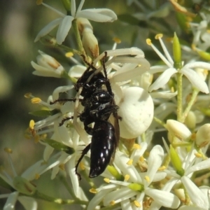 Thomisus spectabilis at Conder, ACT - 11 Jan 2021