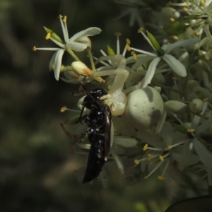 Thomisus spectabilis at Conder, ACT - 11 Jan 2021