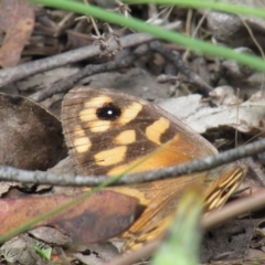 Geitoneura klugii (Marbled Xenica) at Lower Cotter Catchment - 13 Mar 2021 by Sarah2019