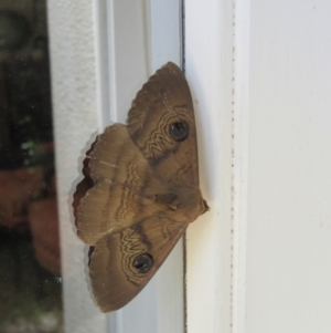 Dasypodia selenophora at Campbell, ACT - 17 Jan 2021