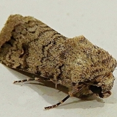 Proteuxoa capularis (Half-moon Noctuid) at Crooked Corner, NSW - 13 Mar 2021 by Milly