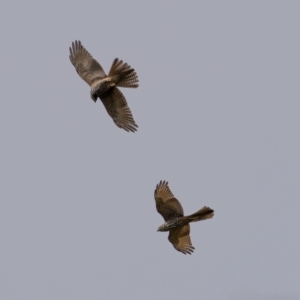 Accipiter cirrocephalus at Coree, ACT - 13 Mar 2021