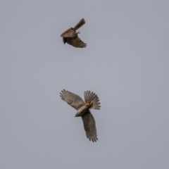 Accipiter cirrocephalus at Coree, ACT - 13 Mar 2021