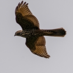 Accipiter cirrocephalus at Coree, ACT - 13 Mar 2021