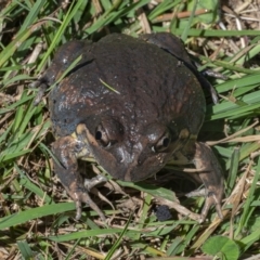 Limnodynastes dumerilii (Eastern Banjo Frog) at Googong, NSW - 21 Feb 2021 by WHall