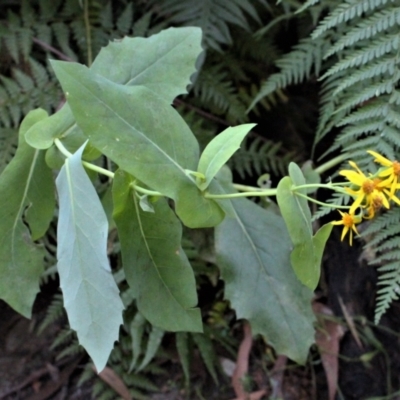 Lordhowea velleioides (Forest Groundsel) at Morton National Park - 6 Mar 2021 by Sarah2019