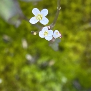 Cardamine sp. at Booth, ACT - 13 Mar 2021 11:55 AM