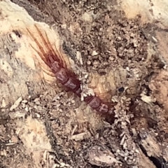 Lithobiomorpha (order) (Unidentified stone centipede) at Lyneham, ACT - 10 Mar 2021 by megsclass
