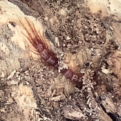 Lithobiomorpha (order) (Unidentified stone centipede) at Lyneham, ACT - 10 Mar 2021 by megsclass