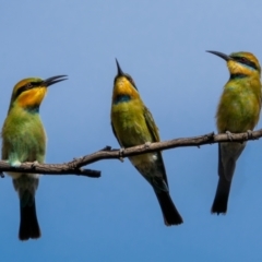 Merops ornatus (Rainbow Bee-eater) at Stromlo, ACT - 13 Mar 2021 by trevsci