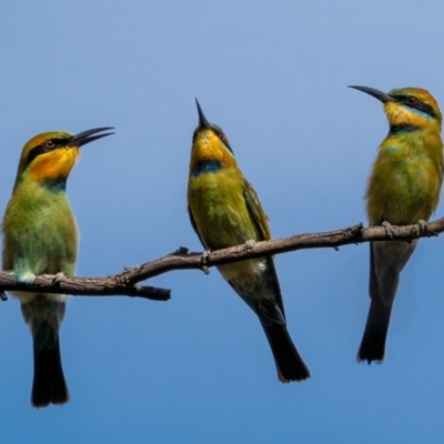 Merops ornatus (Rainbow Bee-eater) at Stony Creek - 13 Mar 2021 by trevsci