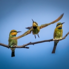 Merops ornatus at Stromlo, ACT - 13 Mar 2021