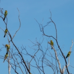 Merops ornatus at Stromlo, ACT - 13 Mar 2021