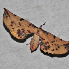 Parepisparis lutosaria (Bright Twisted Moth) at Tidbinbilla Nature Reserve - 12 Mar 2021 by JohnBundock