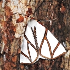 Thalaina clara (Clara's Satin Moth) at Tidbinbilla Nature Reserve - 12 Mar 2021 by JohnBundock