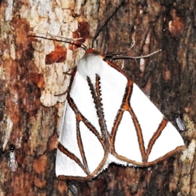 Thalaina clara (Clara's Satin Moth) at Tidbinbilla Nature Reserve - 12 Mar 2021 by JohnBundock
