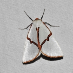 Thalaina selenaea (Orange-rimmed Satin Moth) at Paddys River, ACT - 13 Mar 2021 by JohnBundock