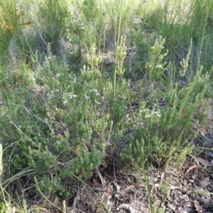 Brachyloma daphnoides at Cook, ACT - 2 Nov 2020