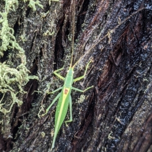 Caedicia sp. (genus) at Currawang, NSW - 14 Mar 2021