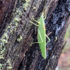 Caedicia sp. (genus) at Currawang, NSW - 14 Mar 2021