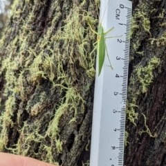 Caedicia sp. (genus) at Currawang, NSW - 14 Mar 2021