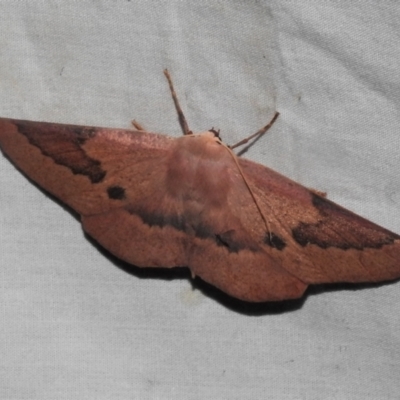 Monoctenia falernaria (Patched Leaf Moth) at Tidbinbilla Nature Reserve - 12 Mar 2021 by JohnBundock
