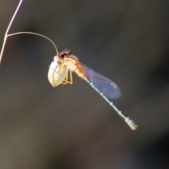 Xanthagrion erythroneurum (Red & Blue Damsel) at Wodonga, VIC - 13 Mar 2021 by Kyliegw