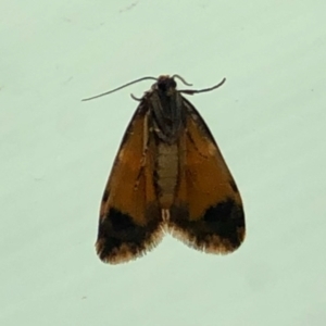 Halone sinuata at Aranda, ACT - 14 Mar 2021 01:15 PM