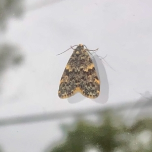 Halone sinuata at Aranda, ACT - 14 Mar 2021 01:15 PM