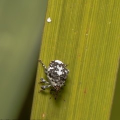 Mogulones larvatus (Paterson's curse crown weevil) at Umbagong District Park - 12 Mar 2021 by Roger