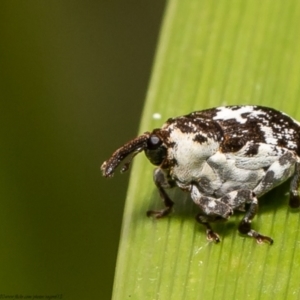 Mogulones larvatus at Latham, ACT - 12 Mar 2021