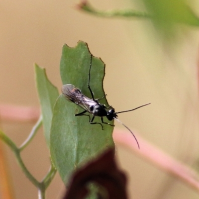 Unidentified True bug (Hemiptera, Heteroptera) at Wodonga, VIC - 13 Mar 2021 by KylieWaldon