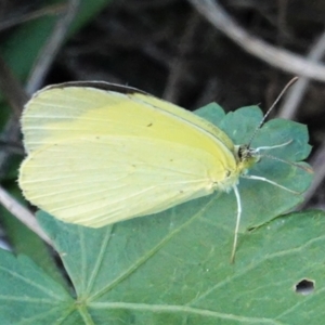 Eurema smilax at Deakin, ACT - 13 Mar 2021 05:24 PM