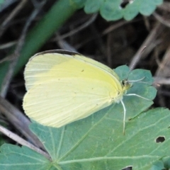 Eurema smilax at Deakin, ACT - 13 Mar 2021