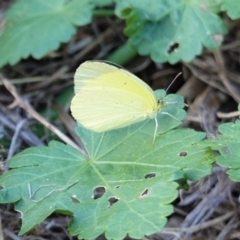 Eurema smilax at Deakin, ACT - 13 Mar 2021 05:24 PM