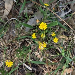 Crepis capillaris at Deakin, ACT - 10 Mar 2021