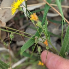 Crepis capillaris at Deakin, ACT - 10 Mar 2021