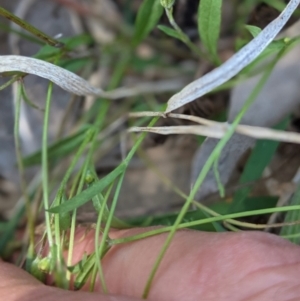 Crepis capillaris at Deakin, ACT - 10 Mar 2021