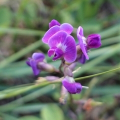 Glycine tabacina (Variable Glycine) at Deakin, ACT - 13 Mar 2021 by JackyF